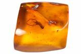 Detailed Fossil Centipede (Chilopoda) In Baltic Amber #128331-1